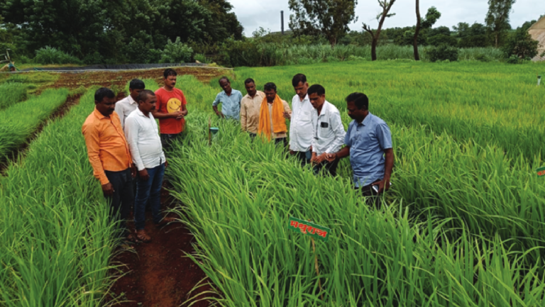 Farmers at a paddy field in Sangli